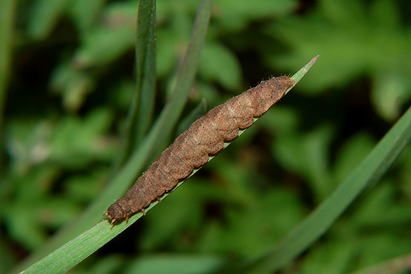 Bruchi sconosciuti del Parco del Ticino